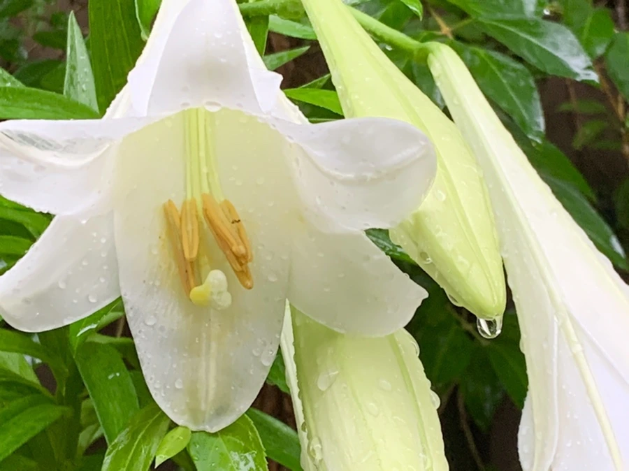 IMG_0090.jpg?type=w966