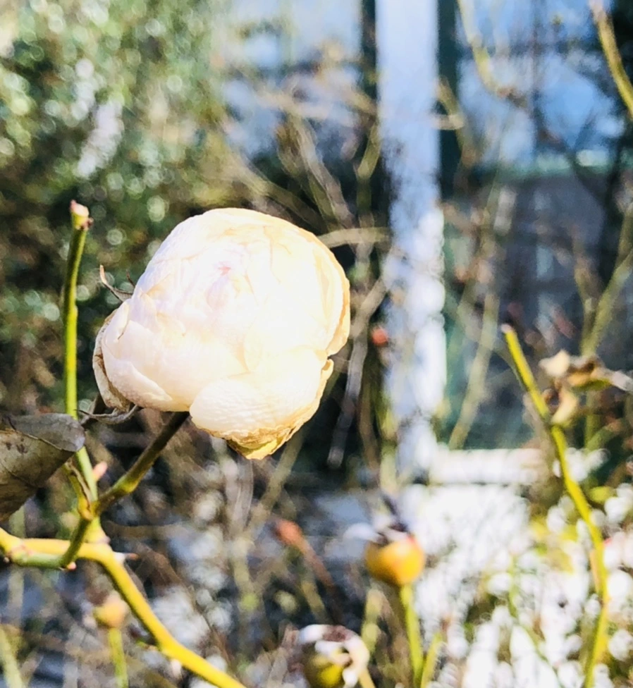 IMG_1390.jpg?type=w966