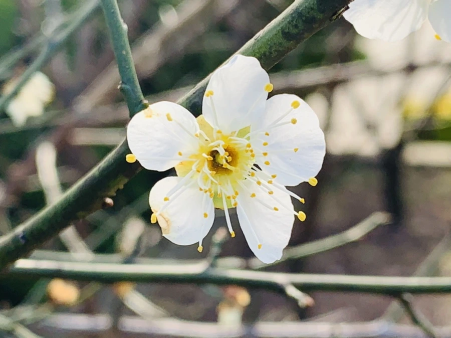 IMG_0238.jpg?type=w966