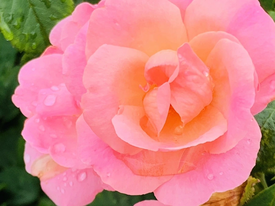 IMG_1113.jpg?type=w966