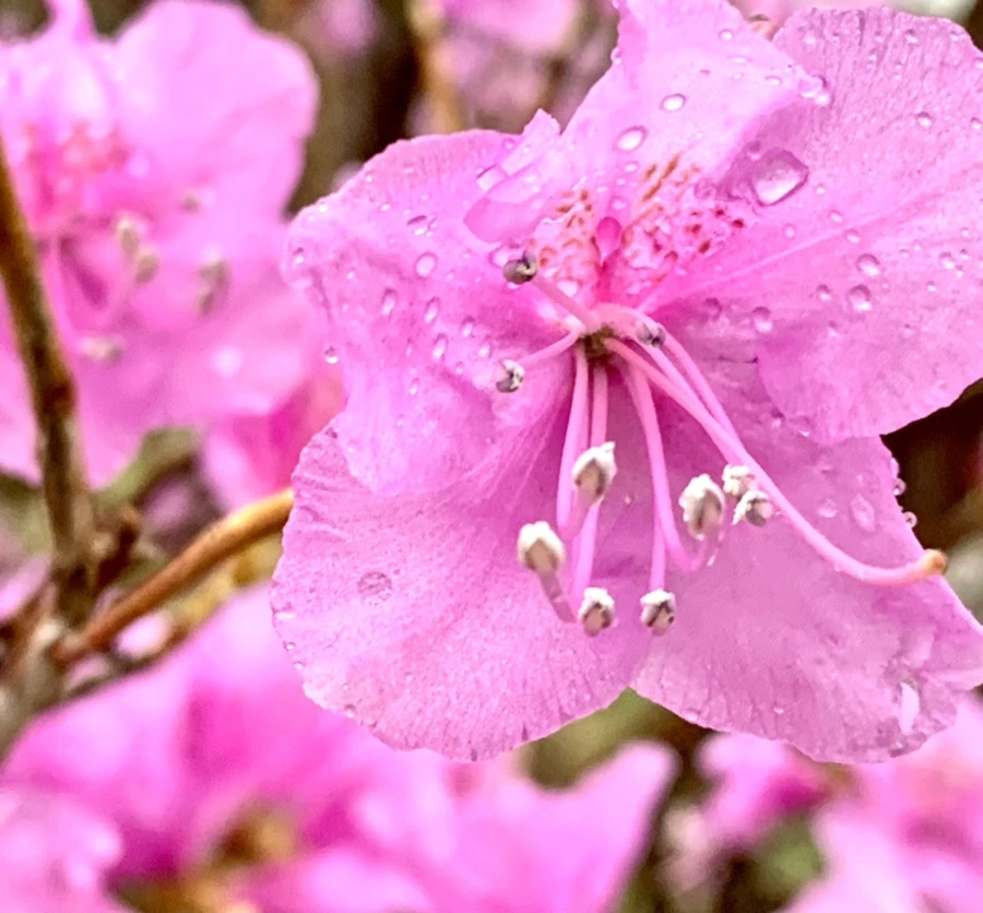 IMG_4901.jpg?type=w966