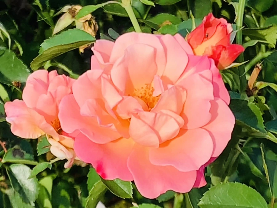 IMG_1211.jpg?type=w966