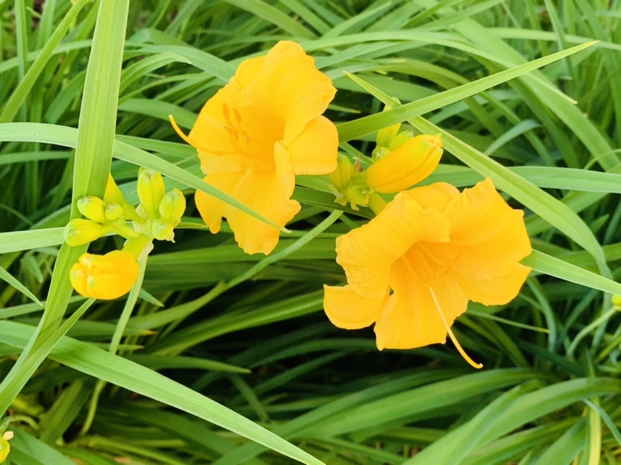 IMG_3038.jpg?type=w966