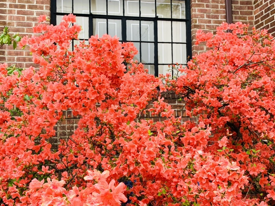 IMG_9579.jpg?type=w966