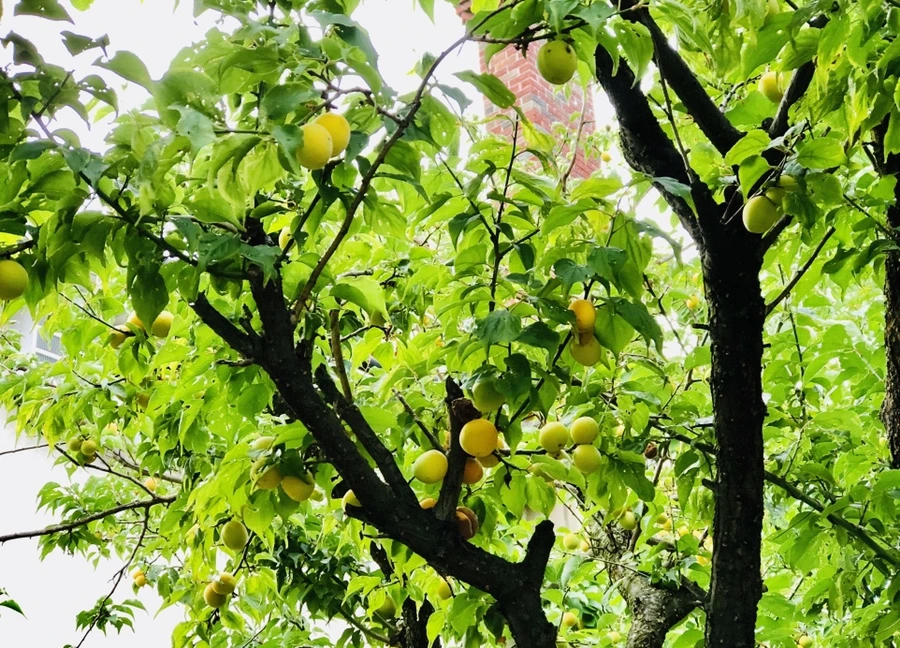 IMG_1204.jpg?type=w966