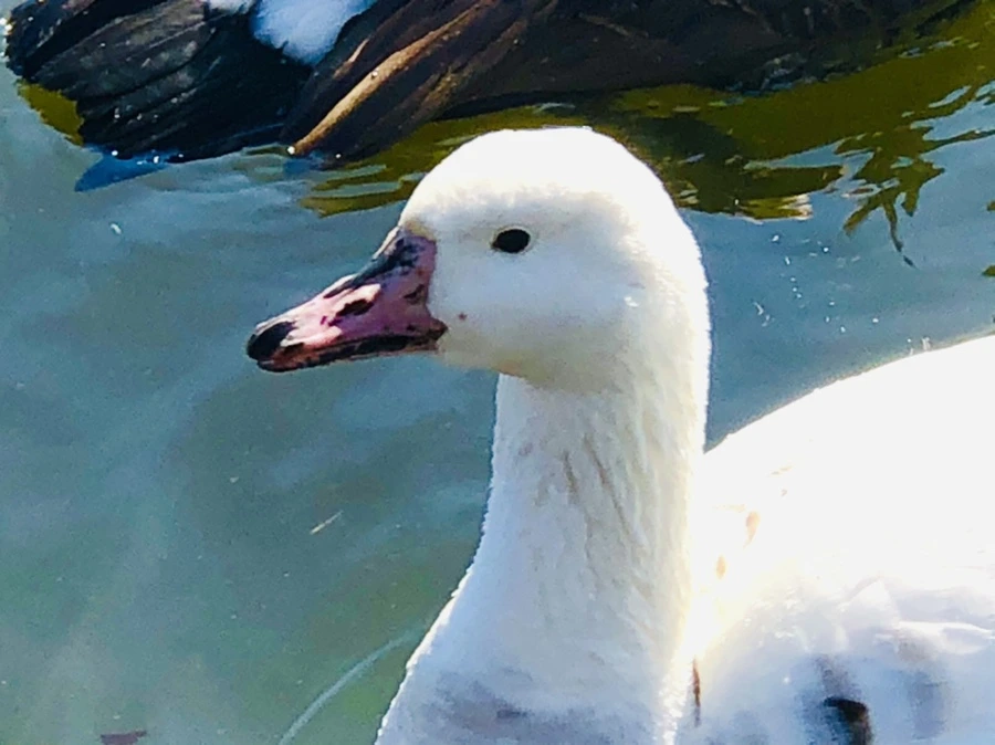 IMG_5230.jpg?type=w966