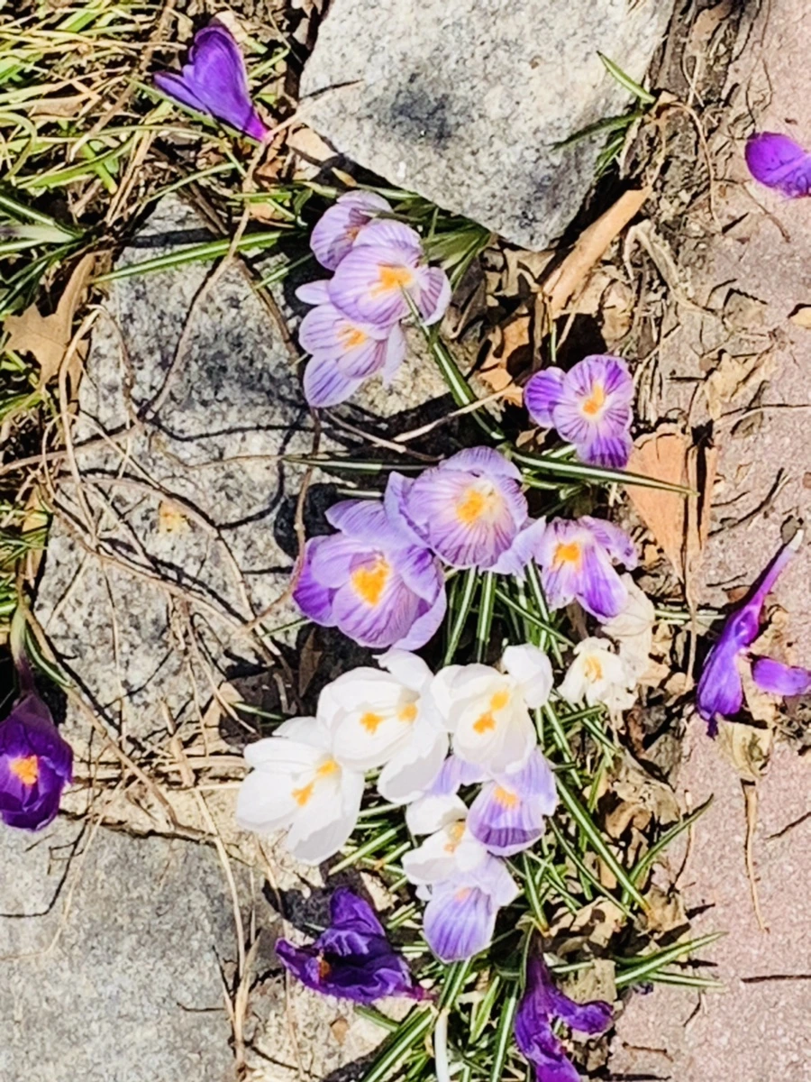 IMG_2909.jpg?type=w966