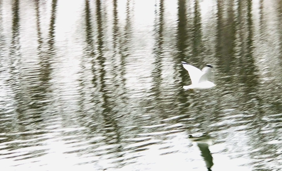 IMG_0993.jpg?type=w966