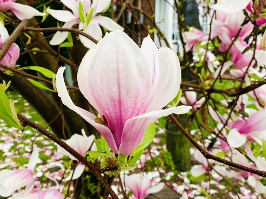 IMG_2362.jpg?type=w966