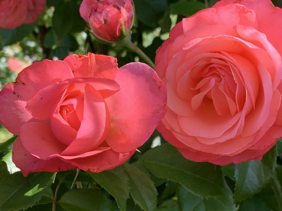 IMG_3096.jpg?type=w966