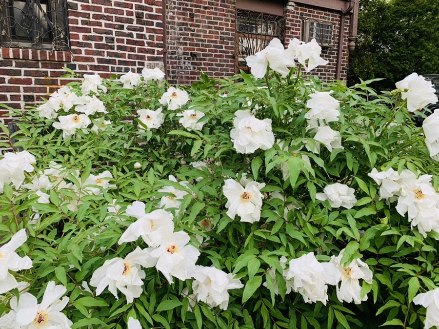 IMG_8964.jpg?type=w966