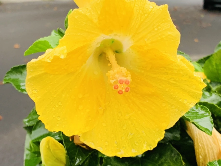 IMG_3633.jpg?type=w966