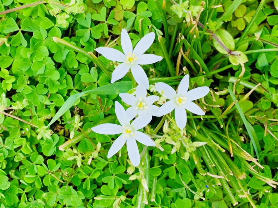 IMG_0655.jpg?type=w966