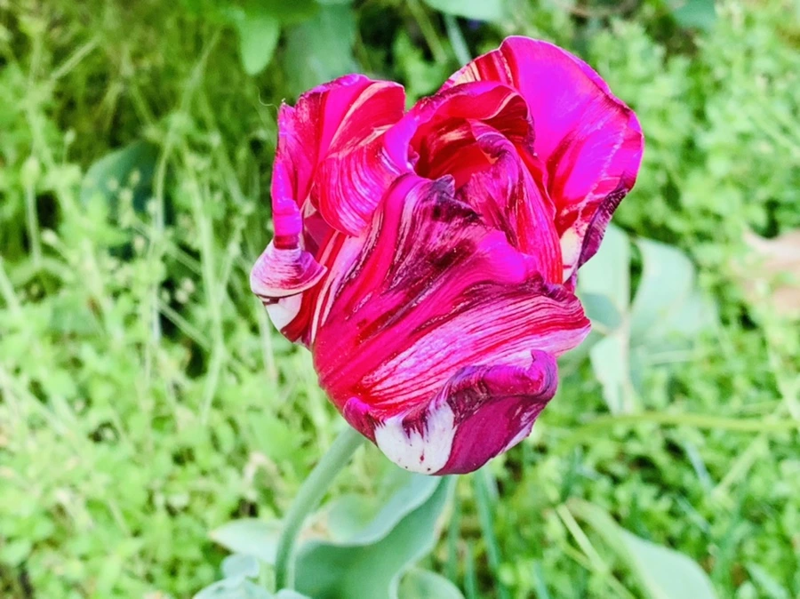 IMG_9068.jpg?type=w966