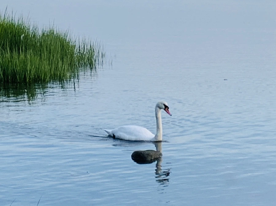 IMG_1390.jpg?type=w966