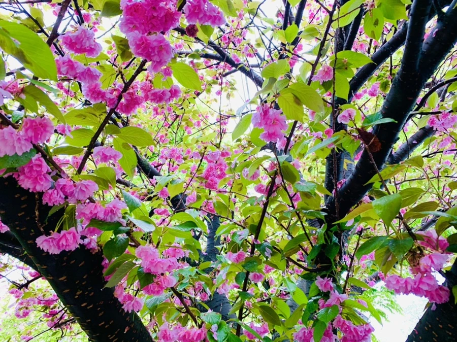 IMG_9260.jpg?type=w966