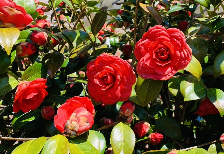 IMG_7761.jpg?type=w966