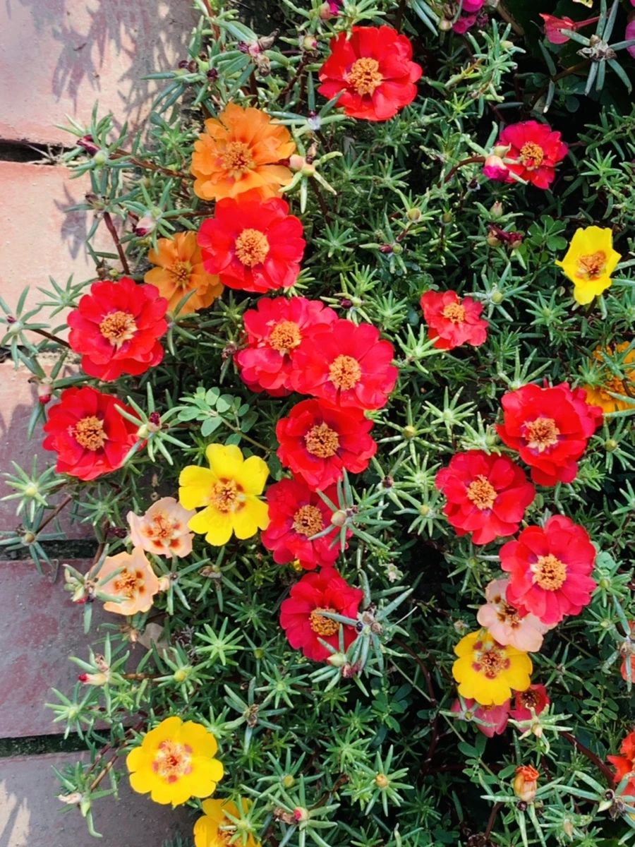 IMG_6649.jpg?type=w966