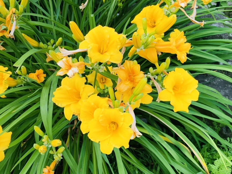 IMG_4783.jpg?type=w966