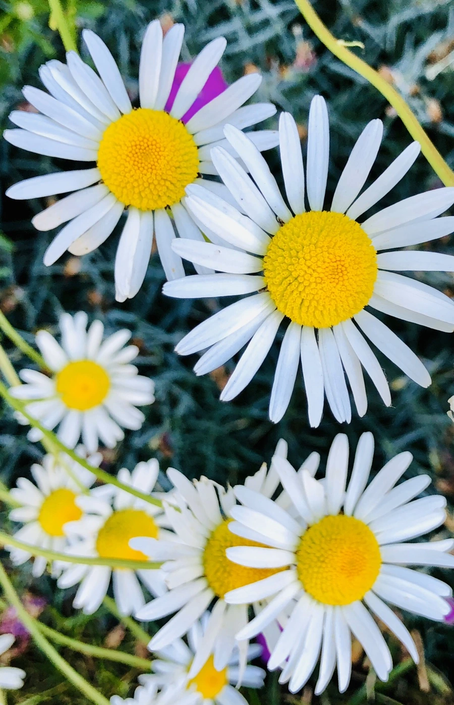 IMG_8614.jpg?type=w966