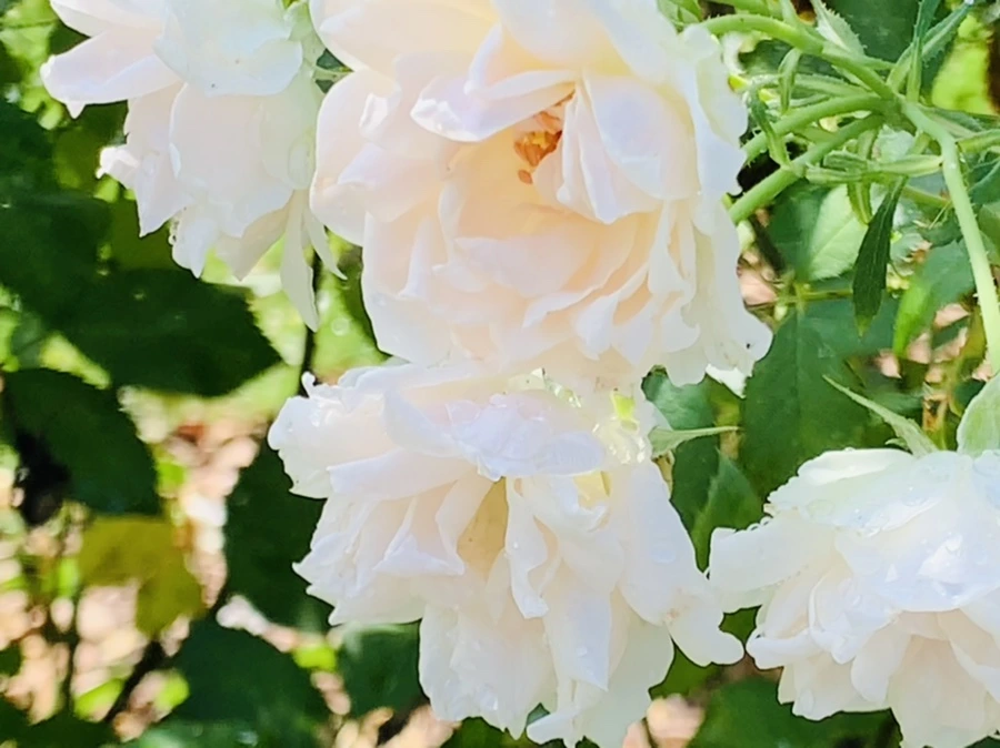 IMG_8425.jpg?type=w966