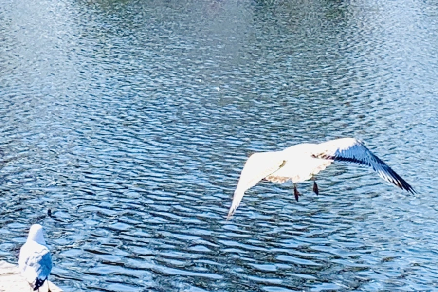 IMG_9330.jpg?type=w966