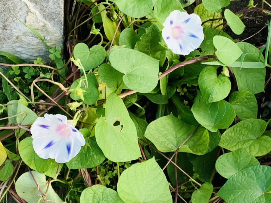 IMG_7047.jpg?type=w966