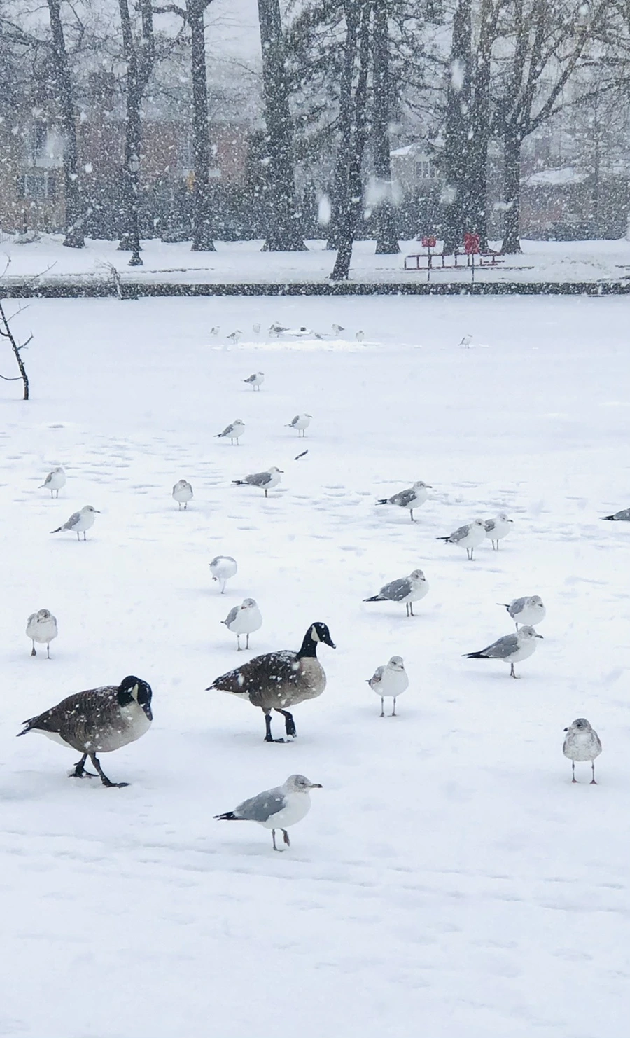 IMG_4040.jpg?type=w966