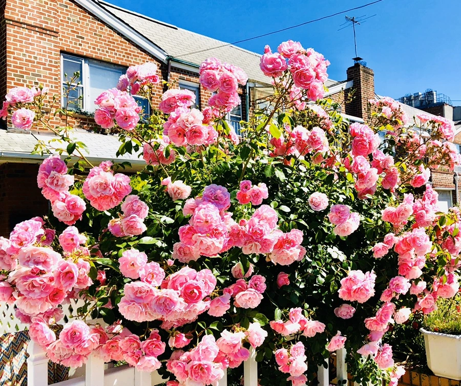 IMG_8534.jpg?type=w966