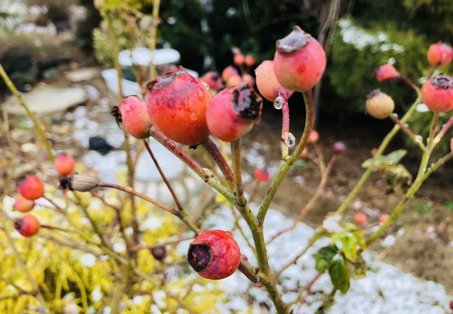 IMG_4581.jpg?type=w966