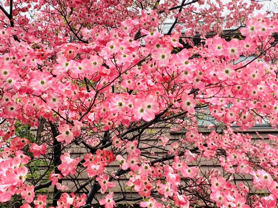 IMG_5330.jpg?type=w966