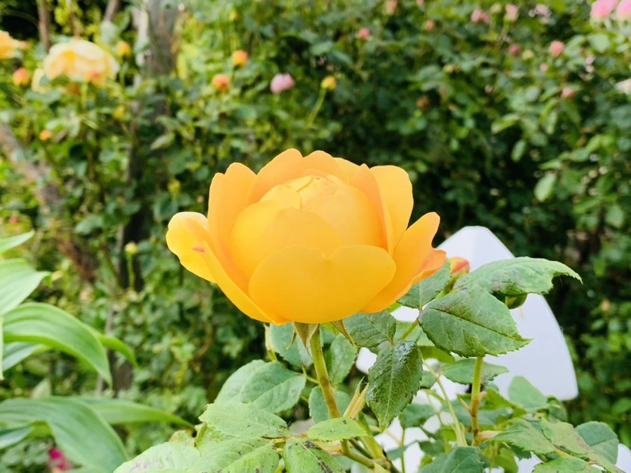 IMG_4098.jpg?type=w966