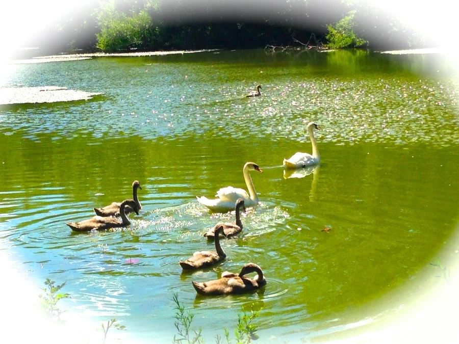 IMG_8996.JPG?type=w1