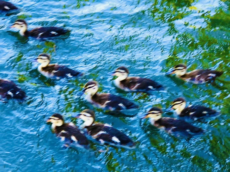 IMG_2656.jpg?type=w966