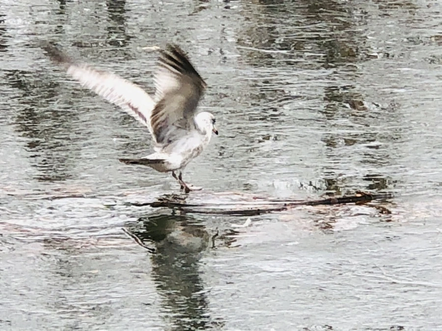 IMG_3132.jpg?type=w966