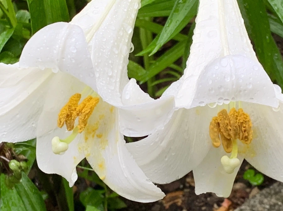 IMG_0119.jpg?type=w966