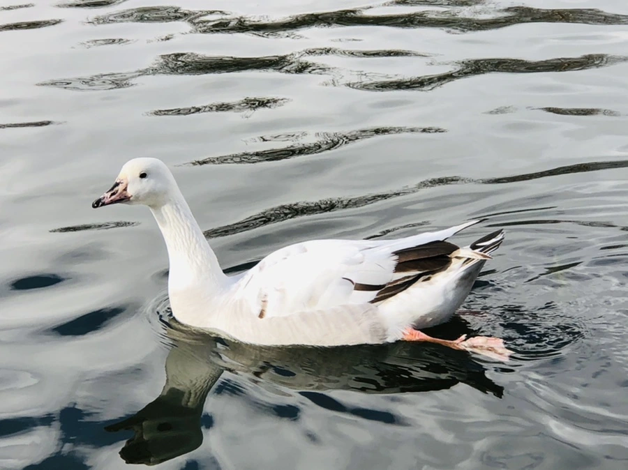 IMG_3534.jpg?type=w966