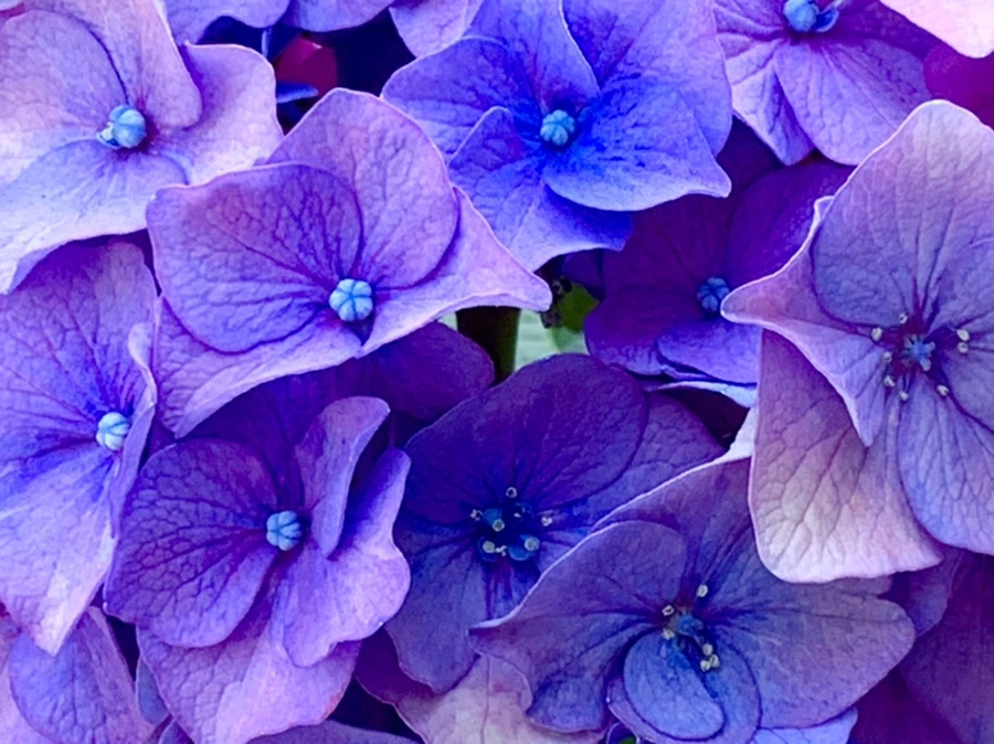 IMG_8775.jpg?type=w966