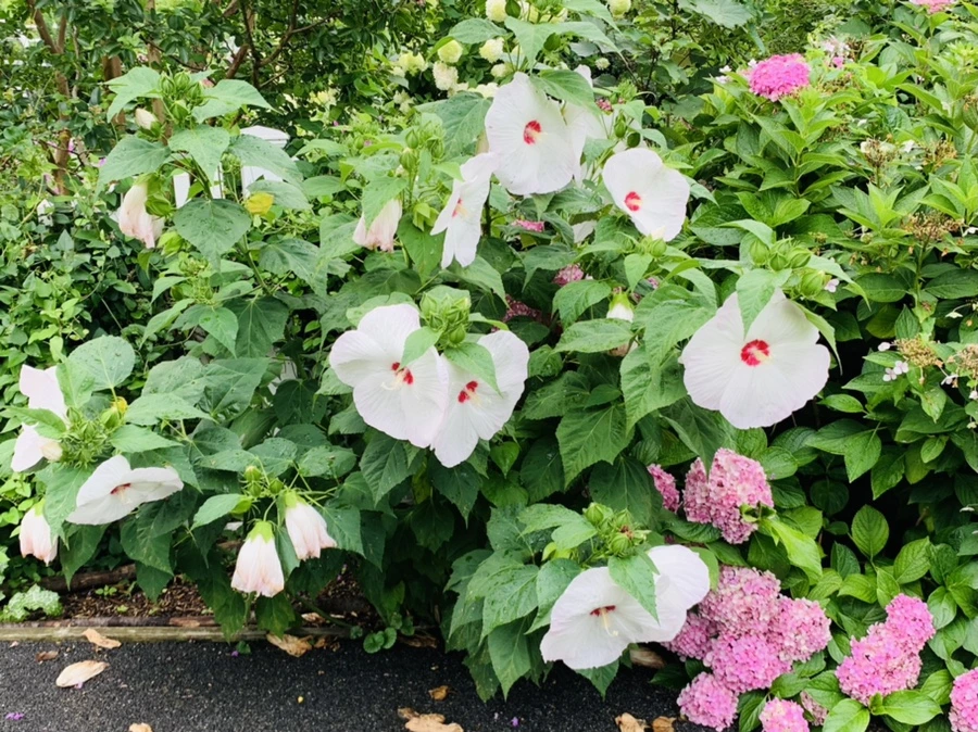 IMG_1035.jpg?type=w966