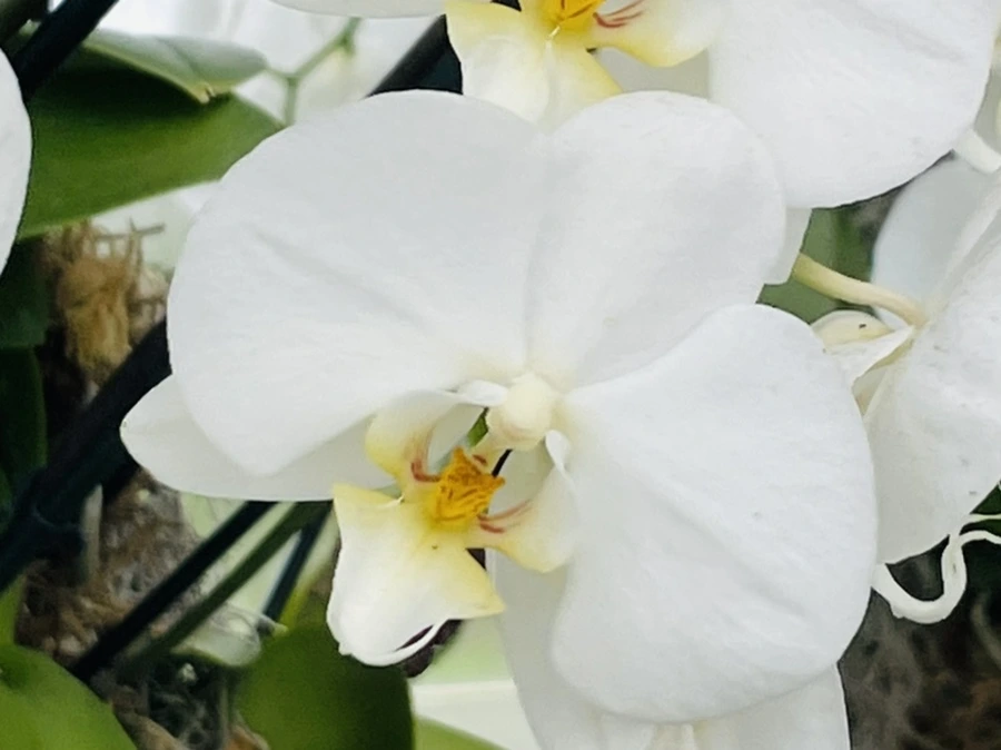 IMG_1370.jpg?type=w966