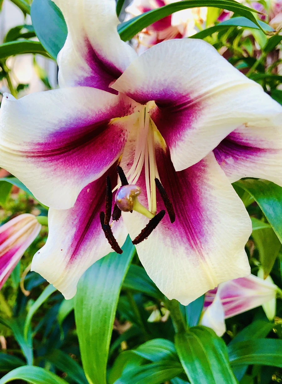 IMG_1890.jpg?type=w966