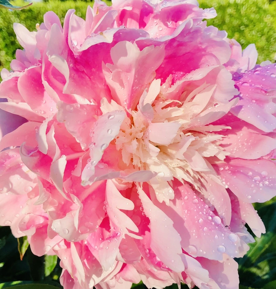 IMG_8008.jpg?type=w966