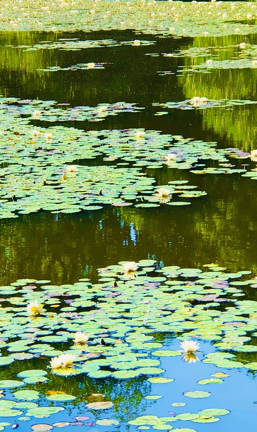 IMG_2310.jpg?type=w966