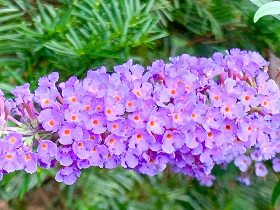 IMG_5011.jpg?type=w966