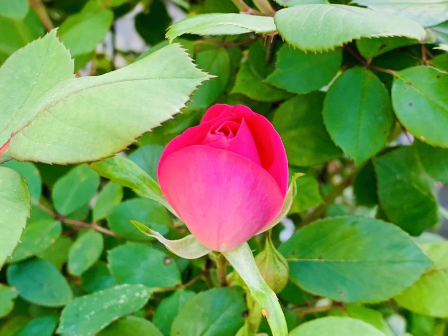 IMG_1956.jpg?type=w966