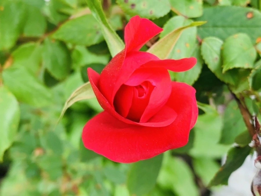 IMG_0866.jpg?type=w966