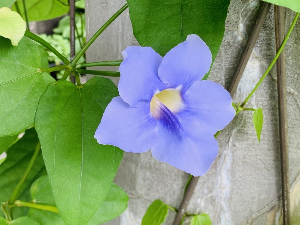 IMG_9368.jpg?type=w966