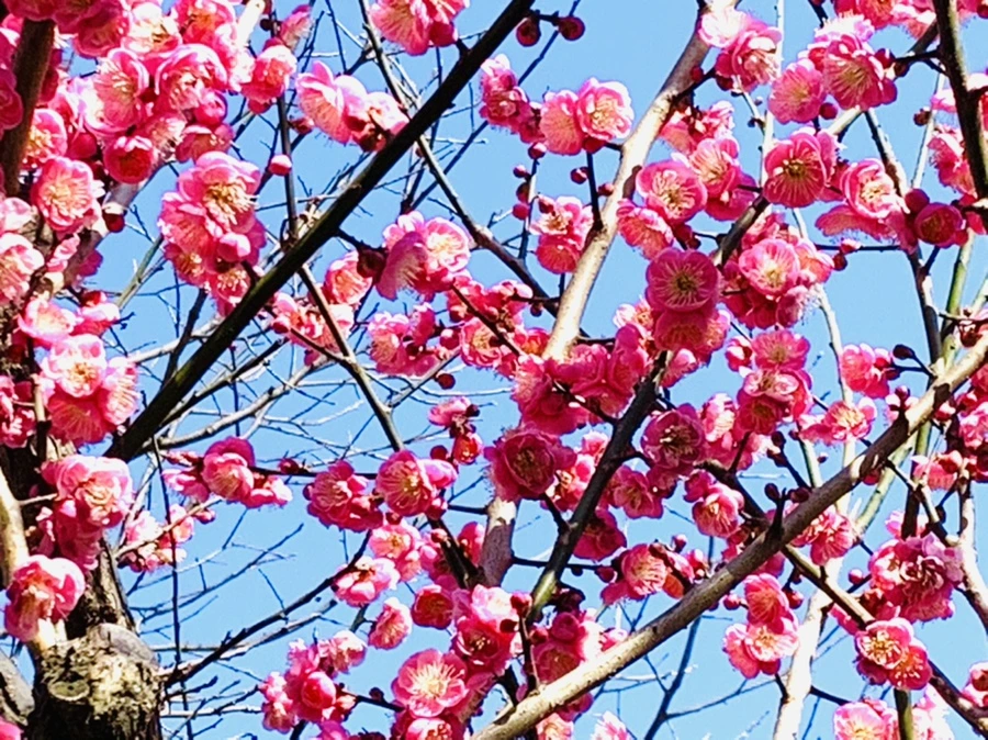 IMG_3039.jpg?type=w966