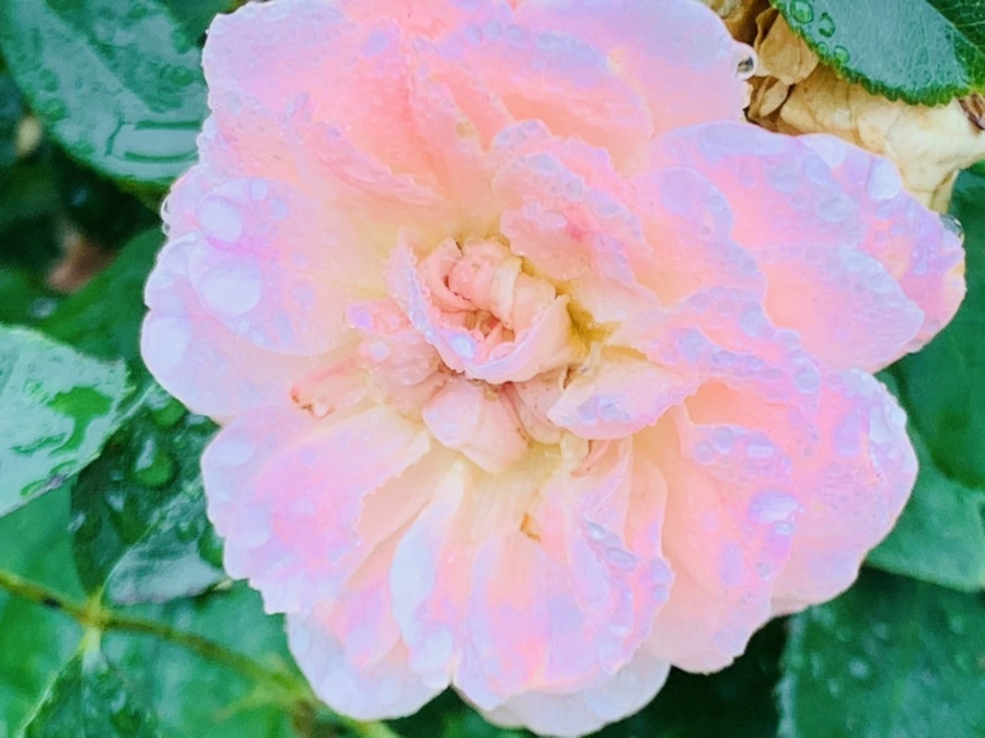 IMG_4912.jpg?type=w966