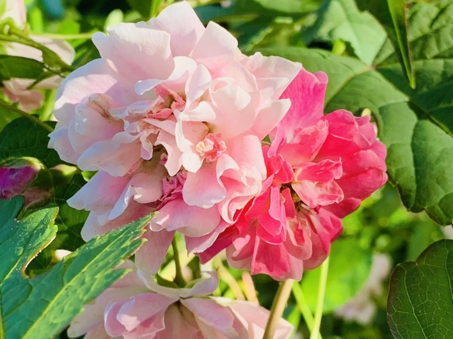 IMG_4848.jpg?type=w966